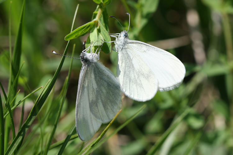 Leptidea sinapis-Komplex: Bild 24