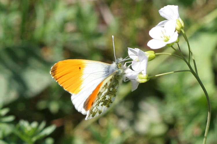 : Bild 70