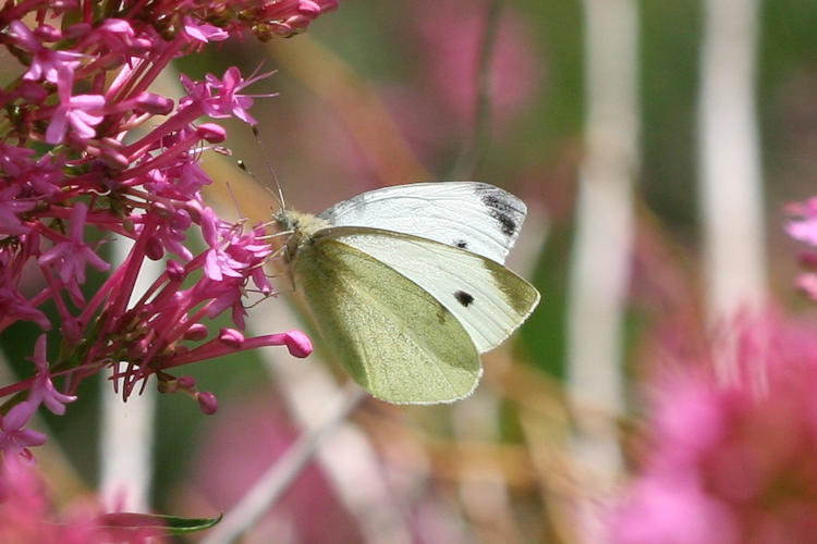 Pieris rapae: Bild 19