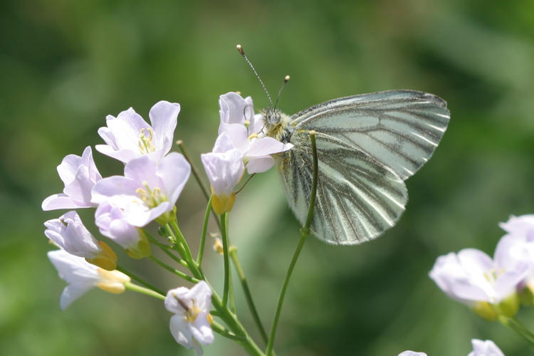 Pieris napi: Bild 18