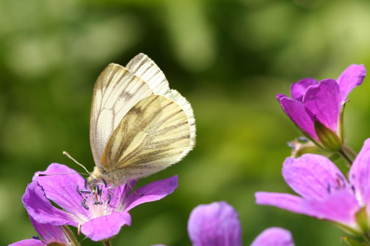 Pieris napi: Bild 38