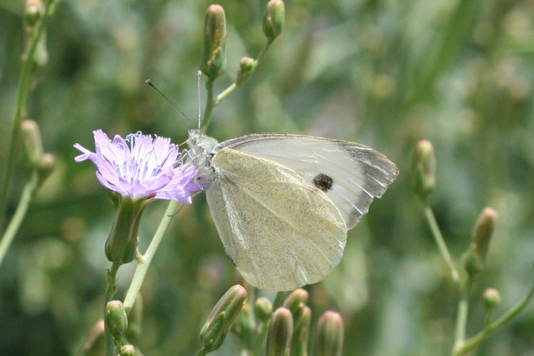 Pieris brassicae kashmirensis: Bild 10