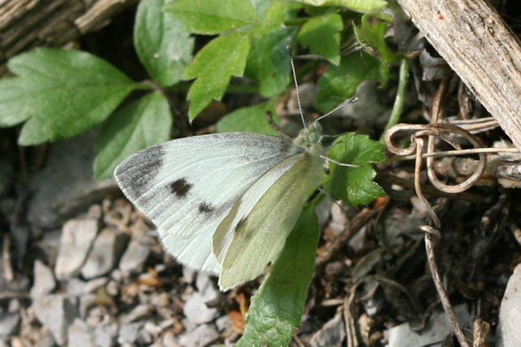 Pieris mannii alpigena: Bild 35