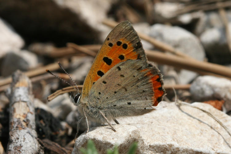 Lycaena phlaeas: Bild 37