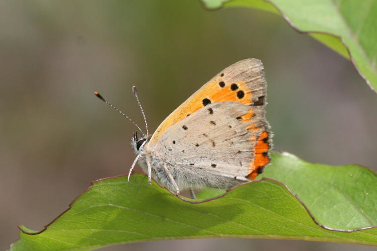 Lycaena phlaeas: Bild 38