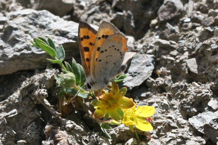 Lycaena phlaeas: Bild 40