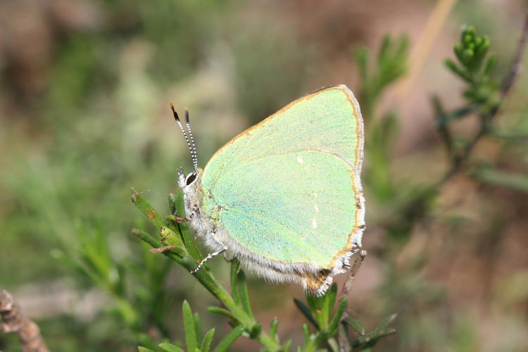 Callophrys rubi: Bild 13