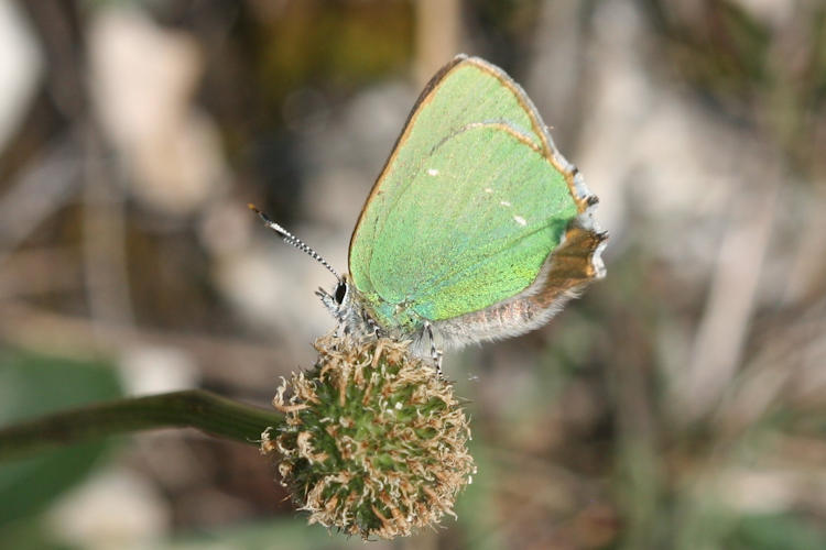 Callophrys rubi: Bild 14