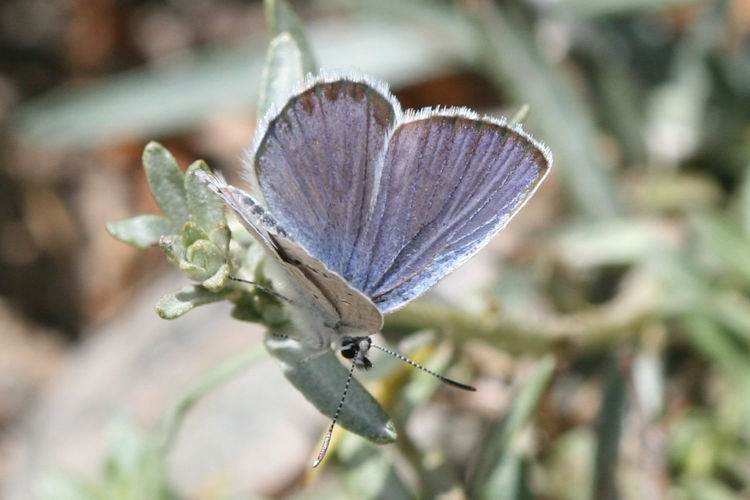 Plebejus samudra: Bild 2