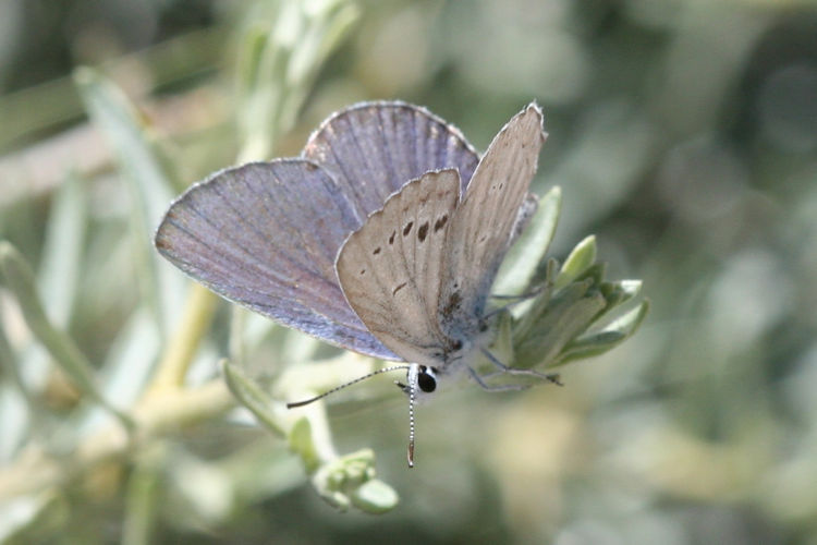 Plebejus samudra: Bild 3