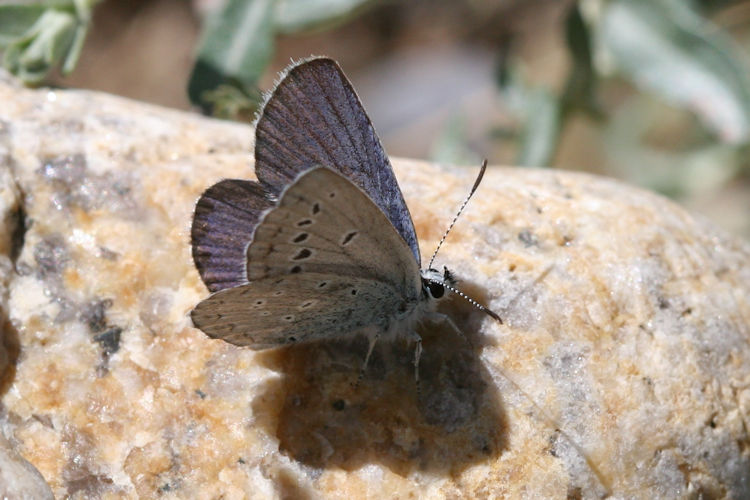 Plebejus samudra: Bild 5