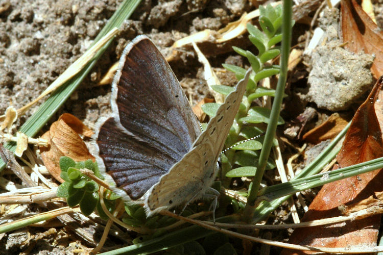 Plebejus samudra: Bild 8