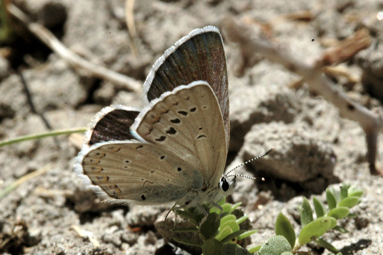 Plebejus samudra: Bild 11