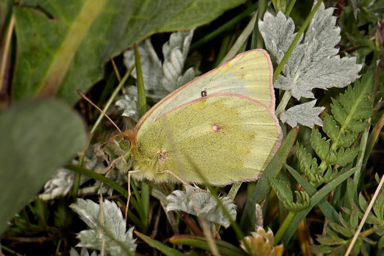 Colias cocandica: Bild 1