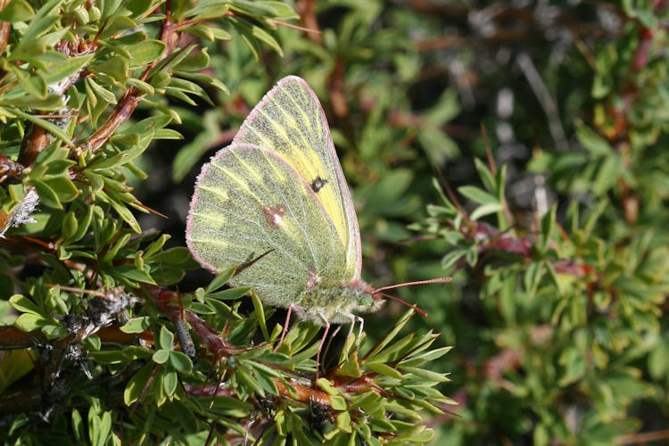 Colias ladakensis: Bild 8