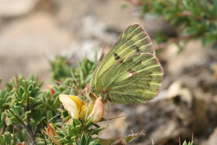 Colias ladakensis: Bild 9