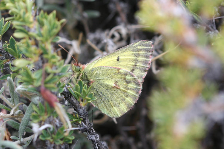 Colias ladakensis: Bild 10