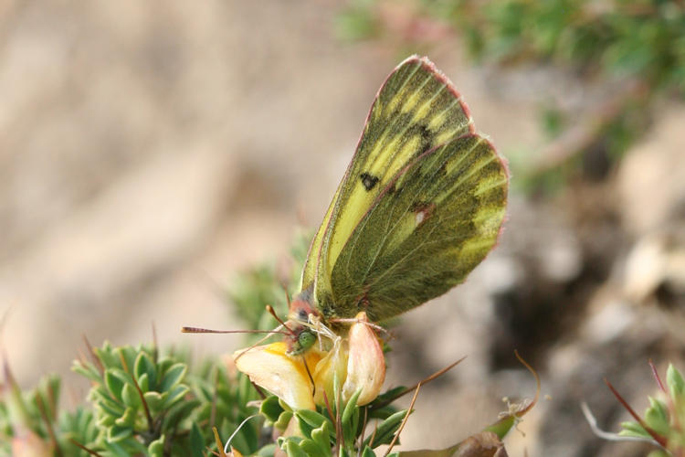 Colias ladakensis: Bild 12