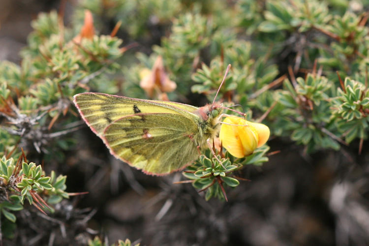 Colias ladakensis: Bild 13