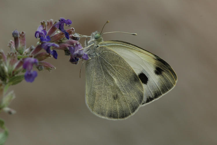 Colias ladakensis: Bild 14