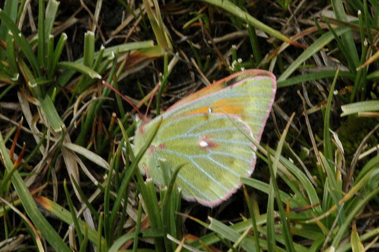 Colias eogene: Bild 10