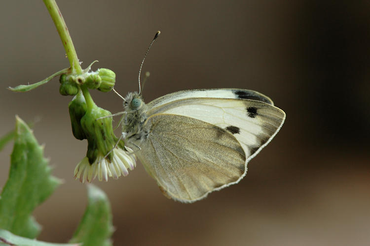 Pieris deota: Bild 11