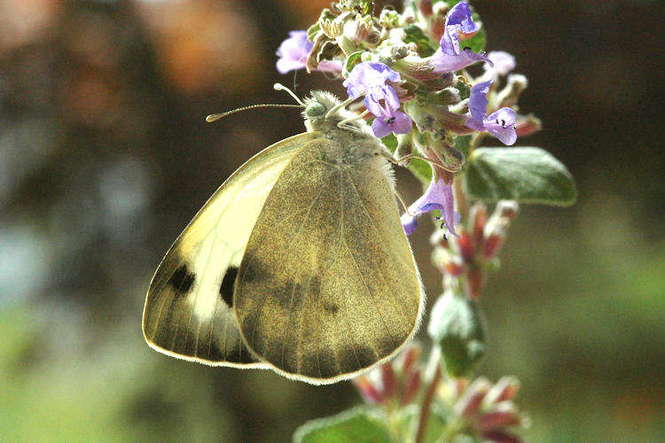 Pieris deota: Bild 14