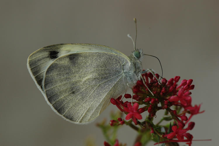 Pieris deota: Bild 15