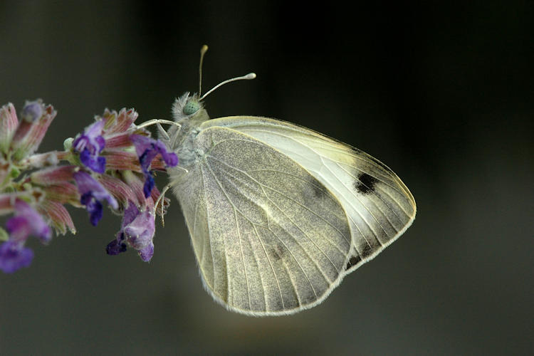 Pieris deota: Bild 17