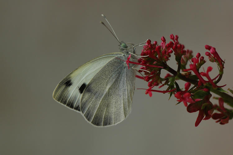 Pieris deota: Bild 18