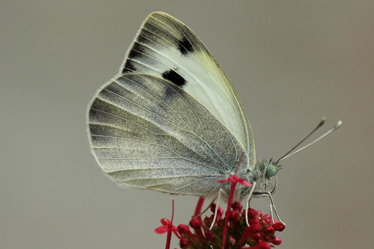 Pieris deota: Bild 19