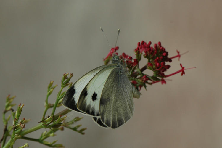 Pieris deota: Bild 20