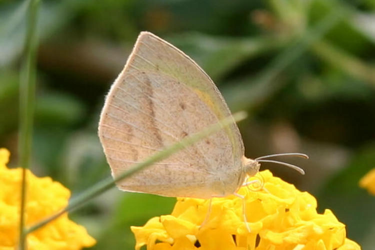 Eurema laeta: Bild 1