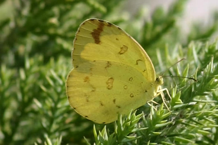 Eurema blanda: Bild 1