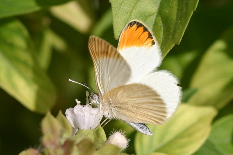 Colotis evagore: Bild 8