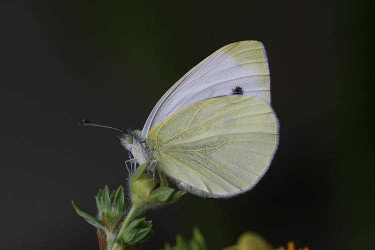 Pieris balcana: Bild 30