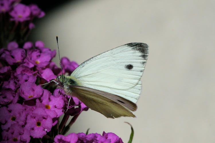 Pieris balcana: Bild 6