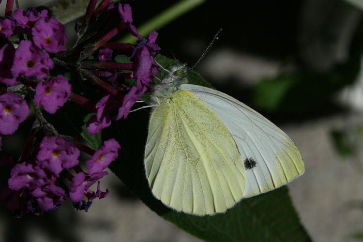 Pieris balcana: Bild 31