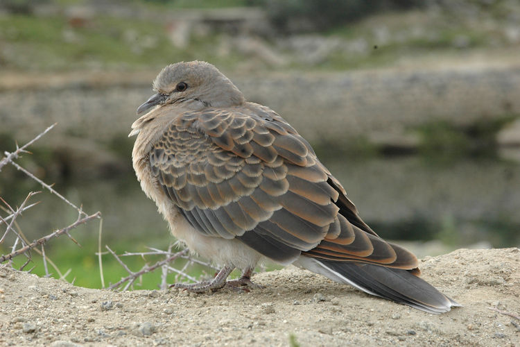 Streptopelia orientalis: Bild 1