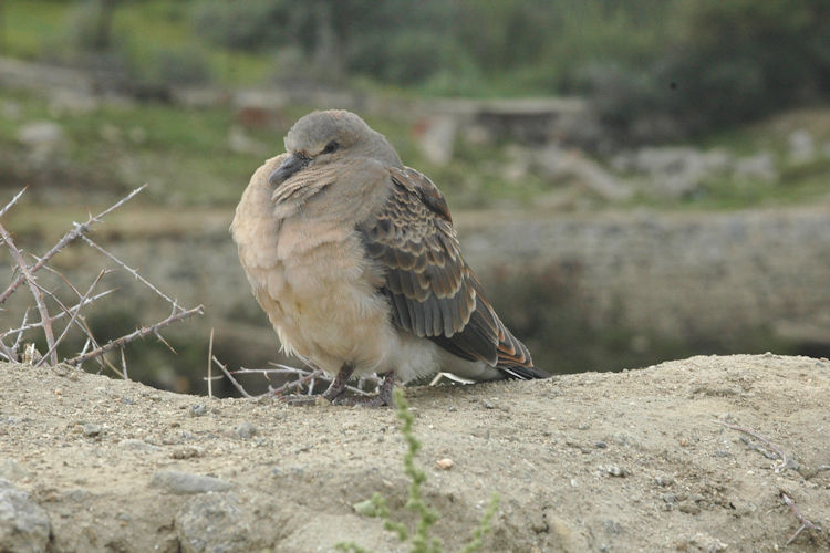 Streptopelia orientalis: Bild 2