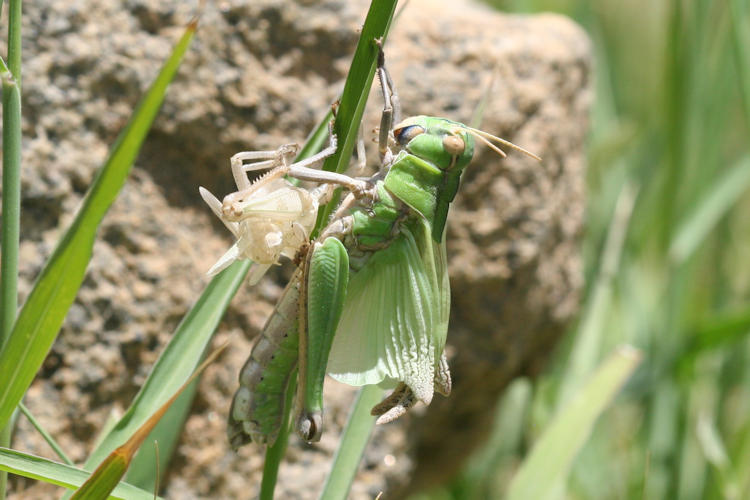 Locusta migratoria: Bild 2