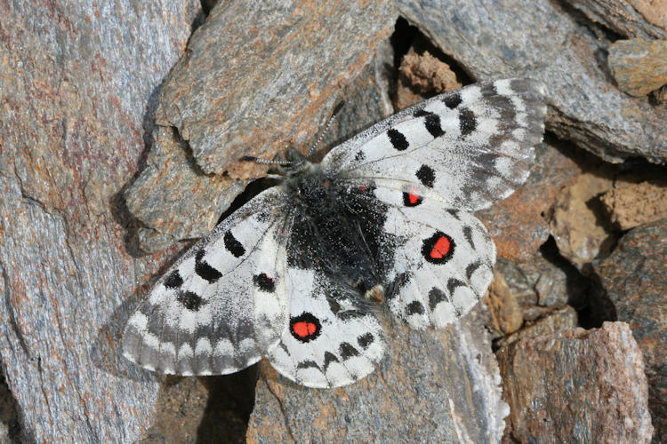 Parnassius epaphus cachemiriensis: Bild 4