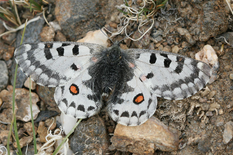 Parnassius epaphus cachemiriensis: Bild 1