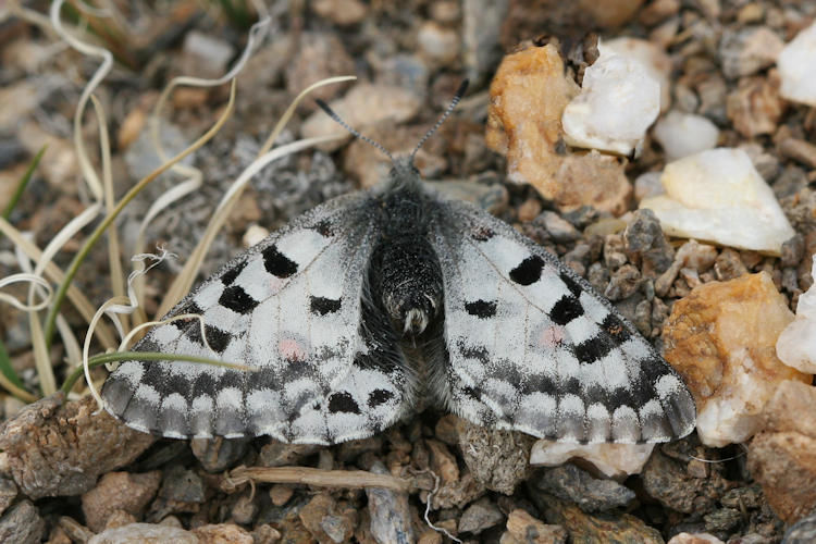 Parnassius epaphus cachemiriensis: Bild 5