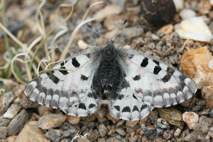 Parnassius epaphus cachemiriensis: Bild 6