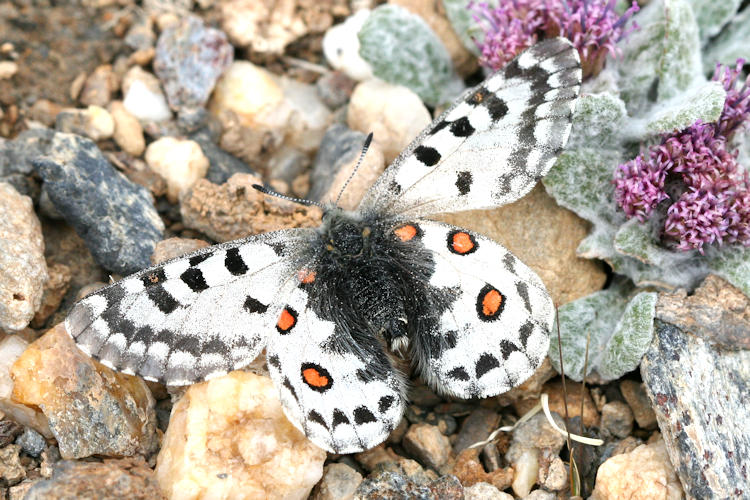 Parnassius epaphus cachemiriensis: Bild 7