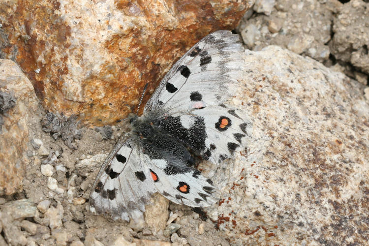 Parnassius epaphus cachemiriensis: Bild 10