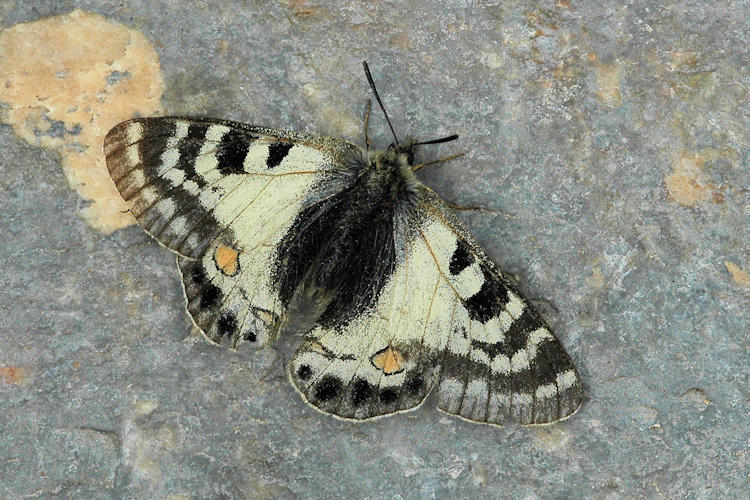 Parnassius stoliczkanus: Bild 3