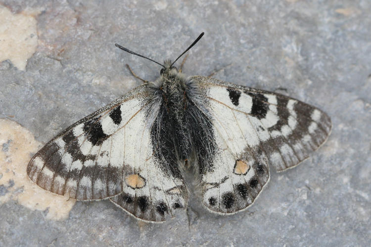 Parnassius stoliczkanus: Bild 4