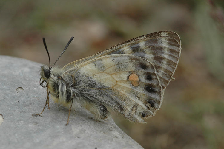 Parnassius stoliczkanus: Bild 6